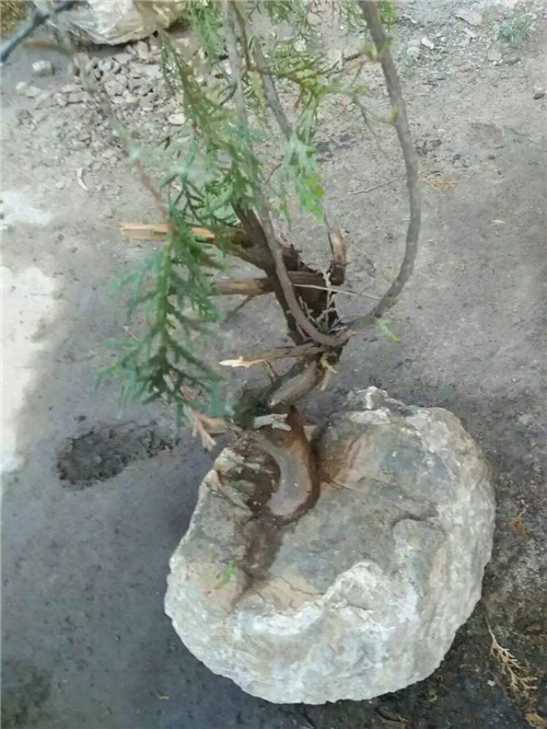 側柏苗木