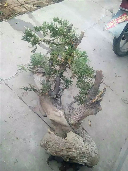 側柏苗木