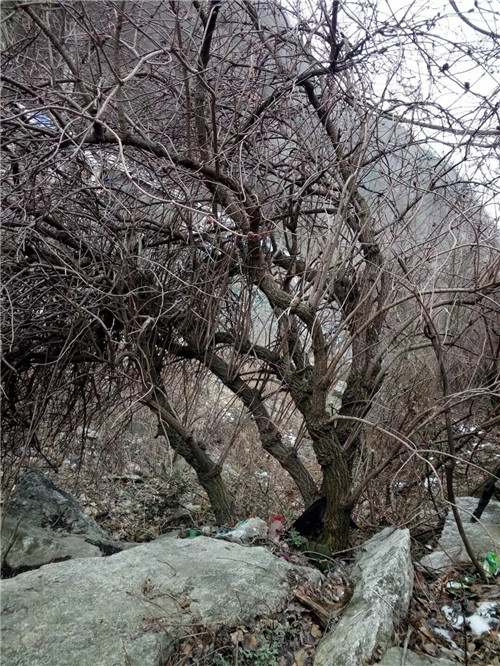 接骨草樹枝