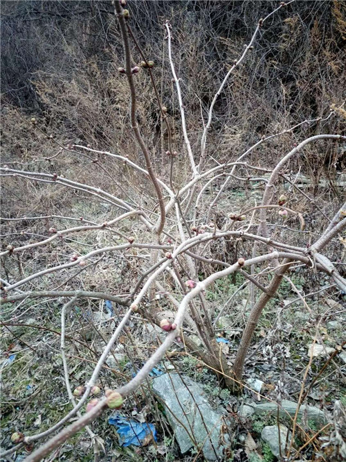 接骨草樹枝