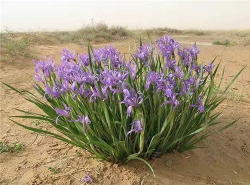 馬蘭花叢生苗