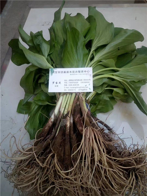 寒蔥苗