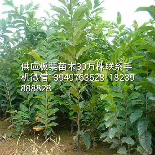 板栗苗木 種子
