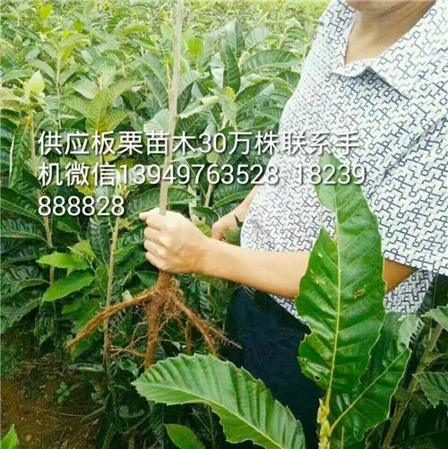 板栗苗木 種子