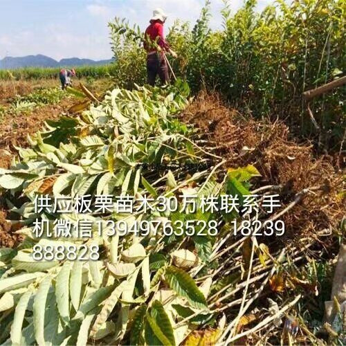 板栗苗木 種子