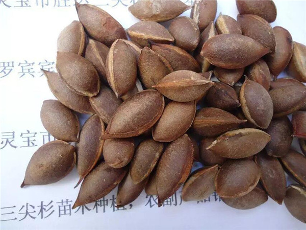 三尖杉苗木