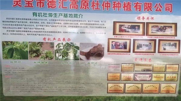 杜仲樹葉樹皮出售