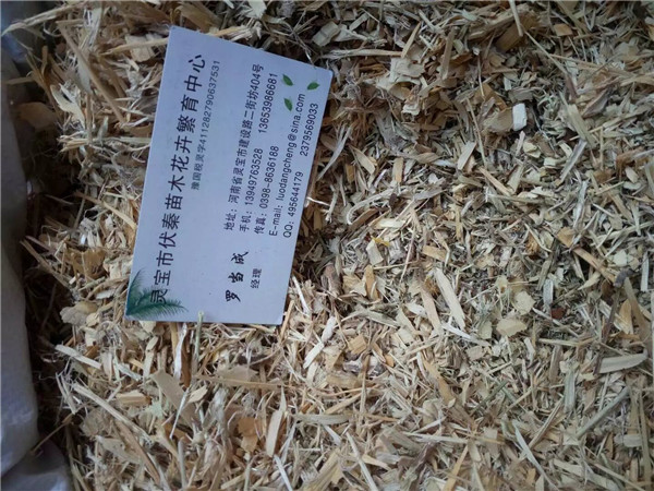 鬼箭羽樹枝