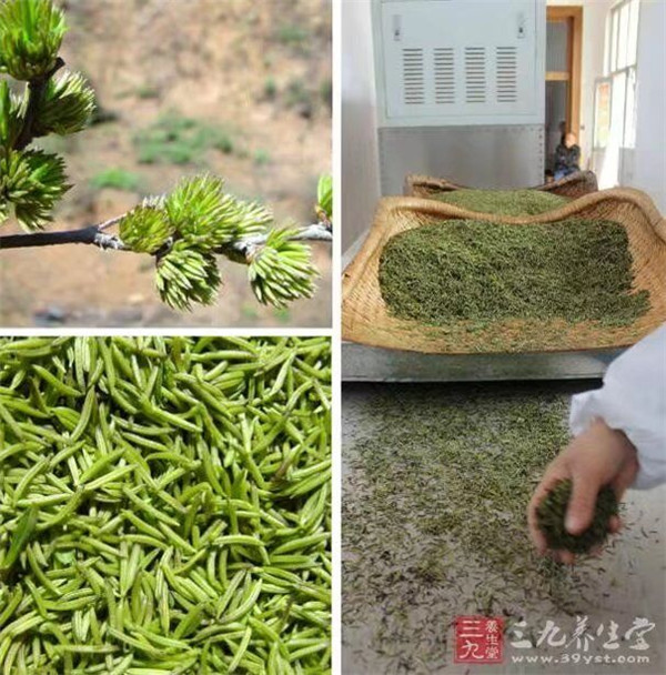 杜仲樹葉樹皮出售