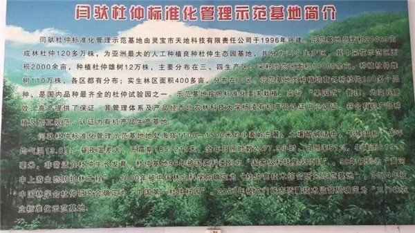 杜仲樹葉樹皮出售