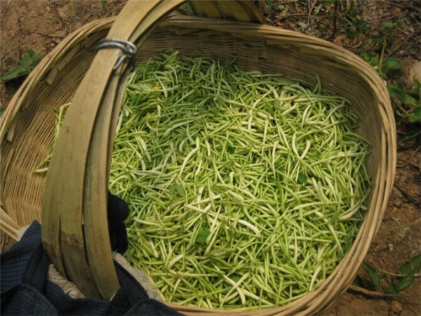 金銀花苗木