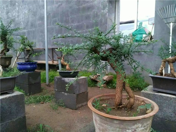 迎春花苗木