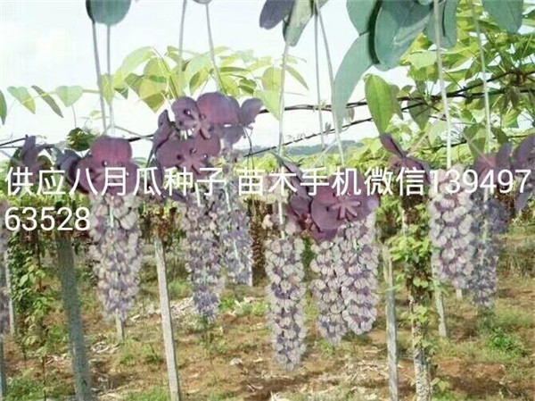 八月扎