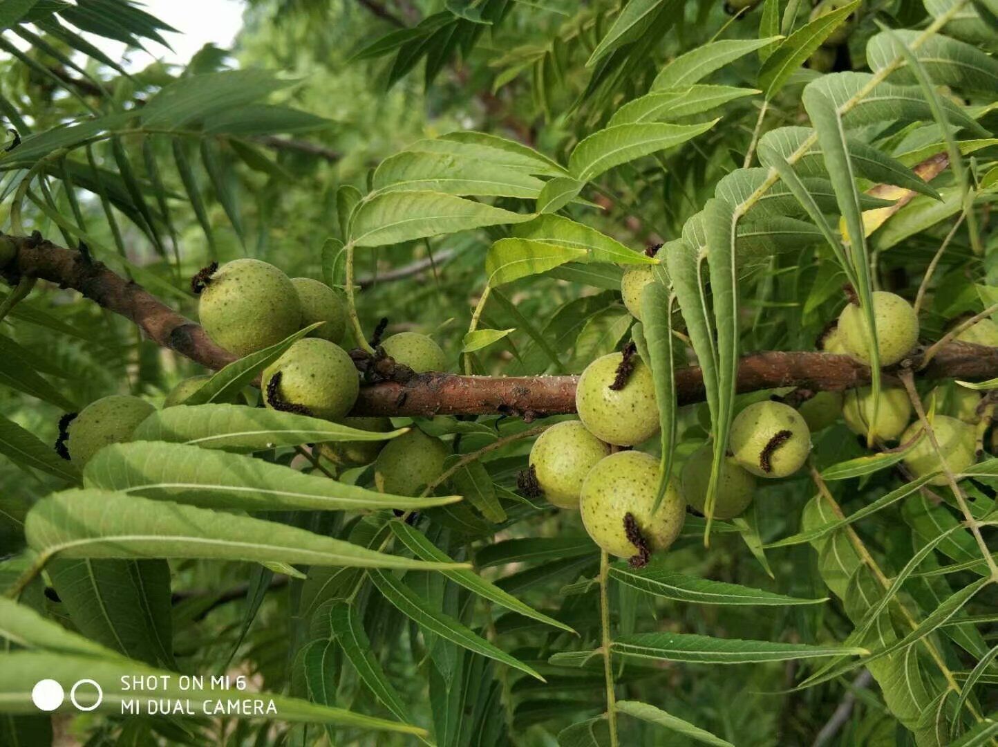 美國小黑核桃苗