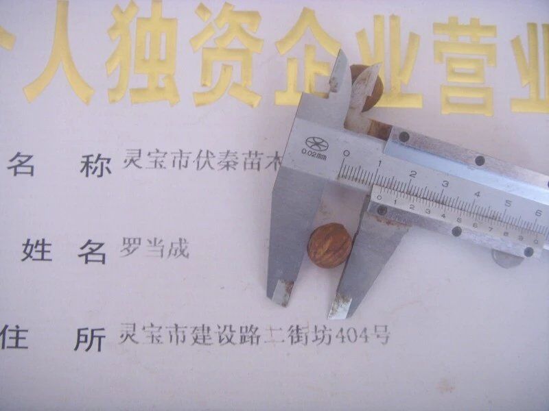 美國小黑核桃苗