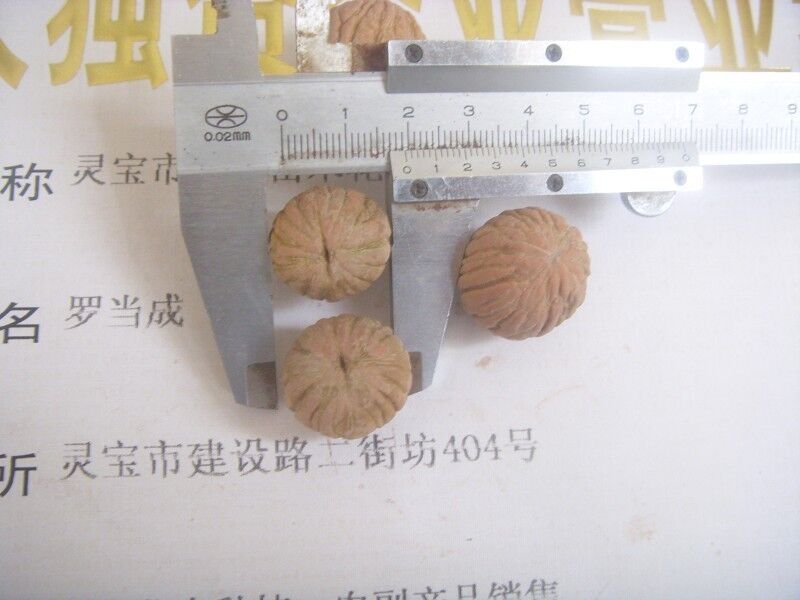 美國小黑核桃苗