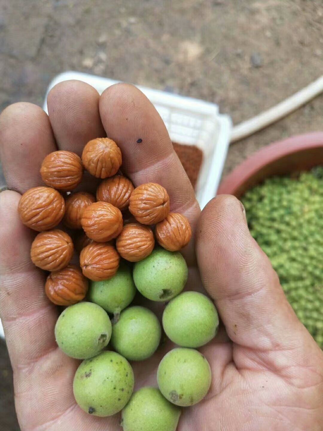 美國小黑核桃苗