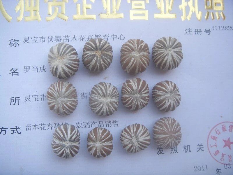 美國小黑核桃苗