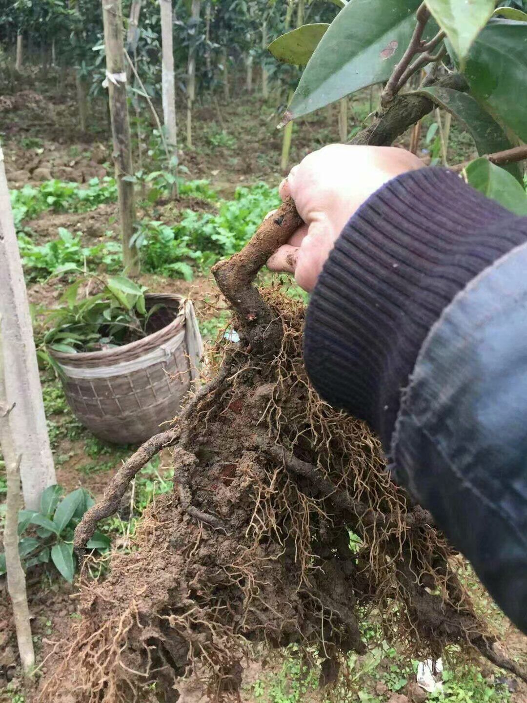 布福娜長壽果苗木