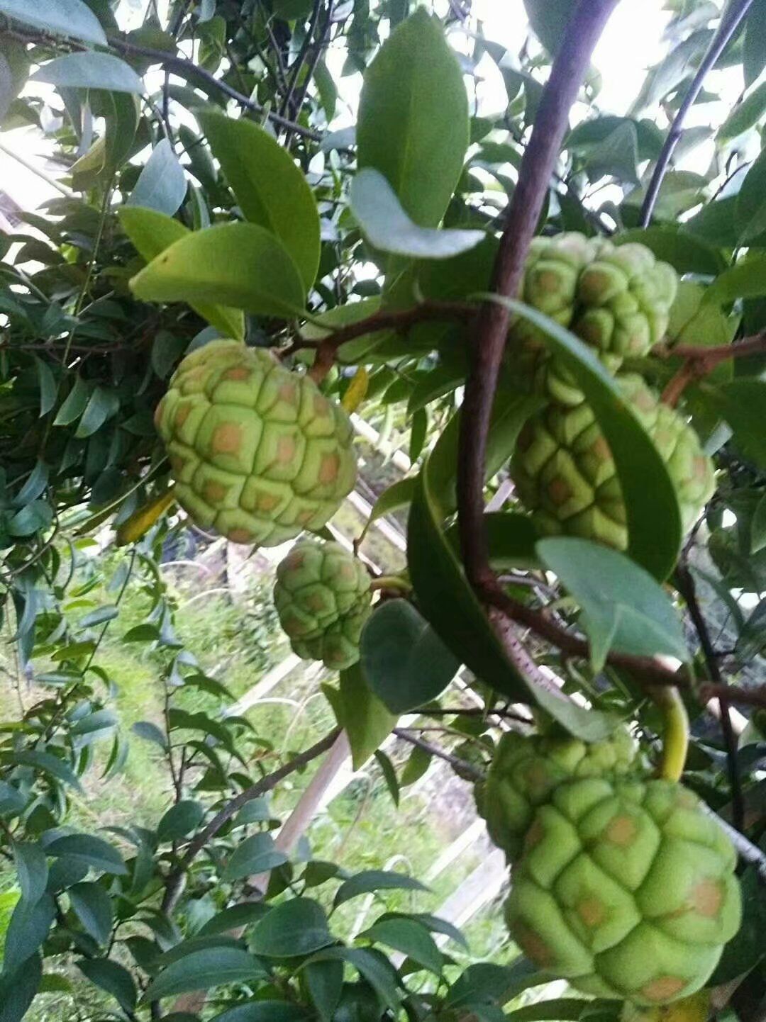 布福娜長壽果苗木