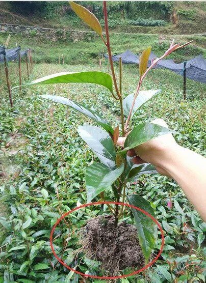 布福娜長壽果苗木