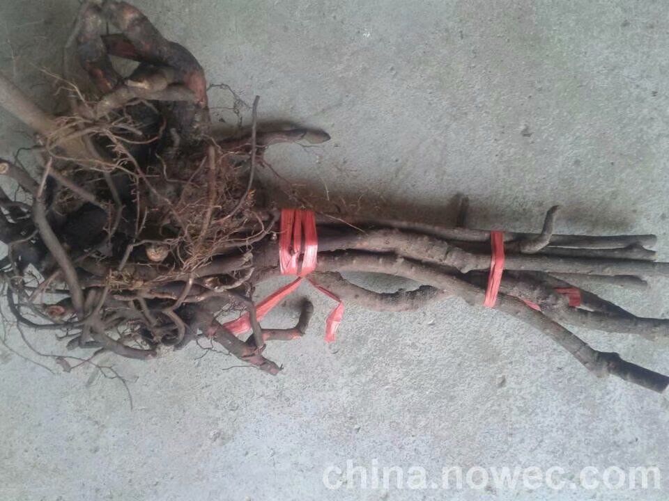 布福娜長壽果苗木