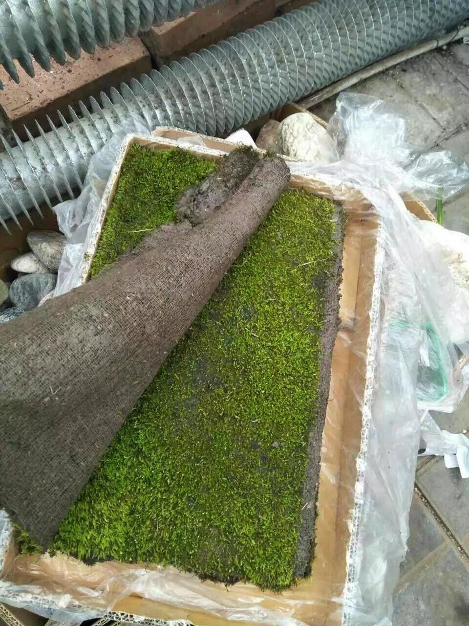 青苔草 鮮苔蘚