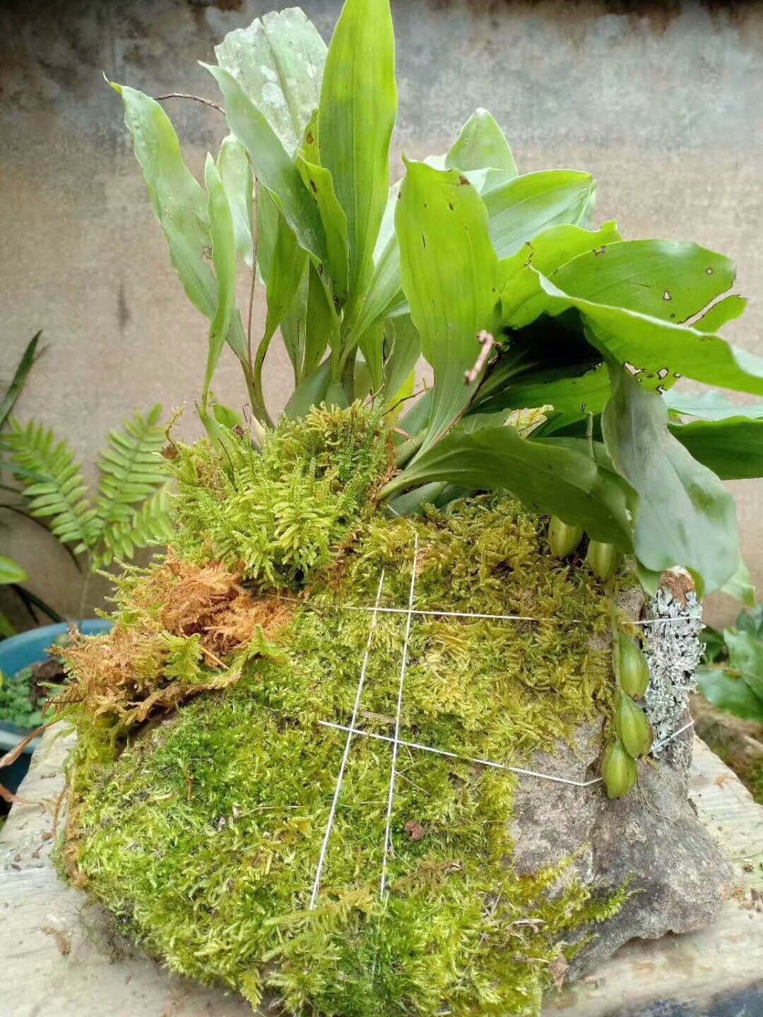 青苔草 鮮苔蘚