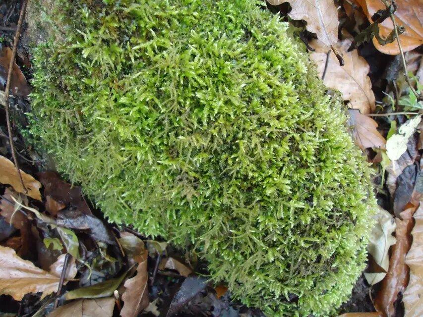 青苔草 鮮苔蘚