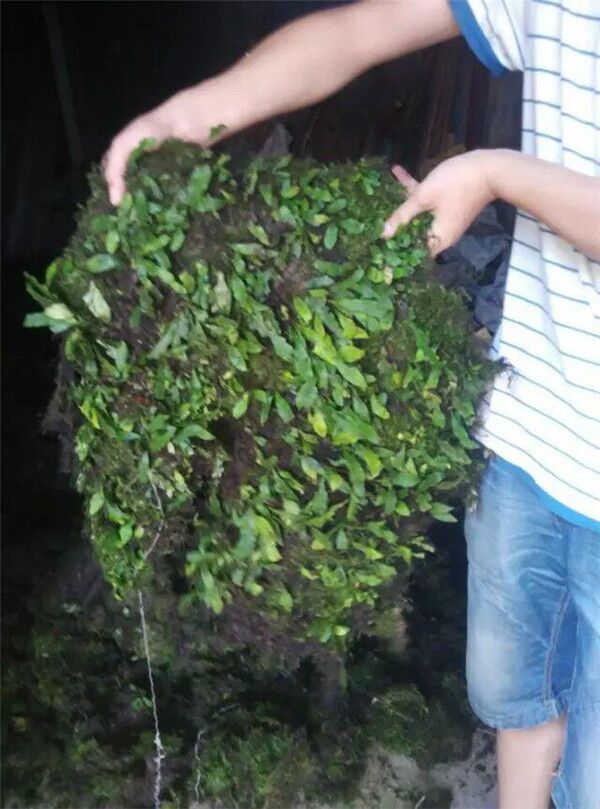 青苔草 鮮苔蘚
