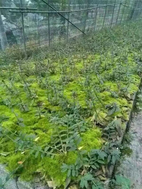 青苔草 鮮苔蘚