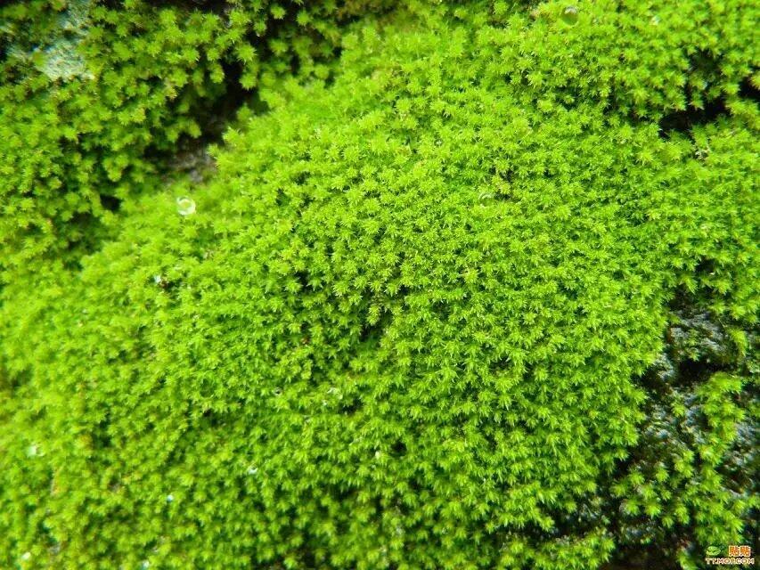 青苔草 鮮苔蘚