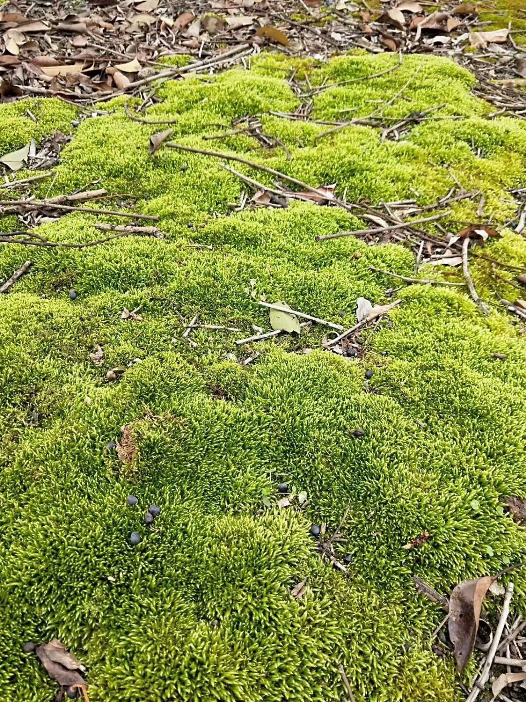 青苔草 鮮苔蘚