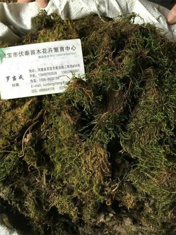 青苔草 鮮苔蘚