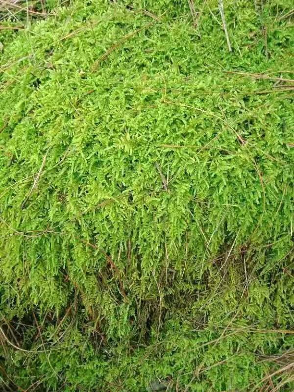 青苔草 鮮苔蘚