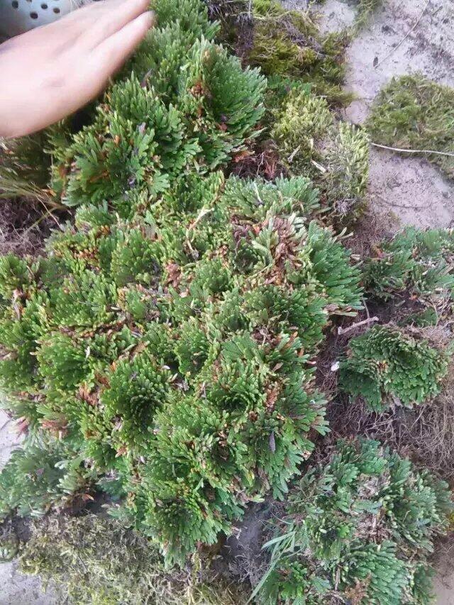 青苔草 鮮苔蘚