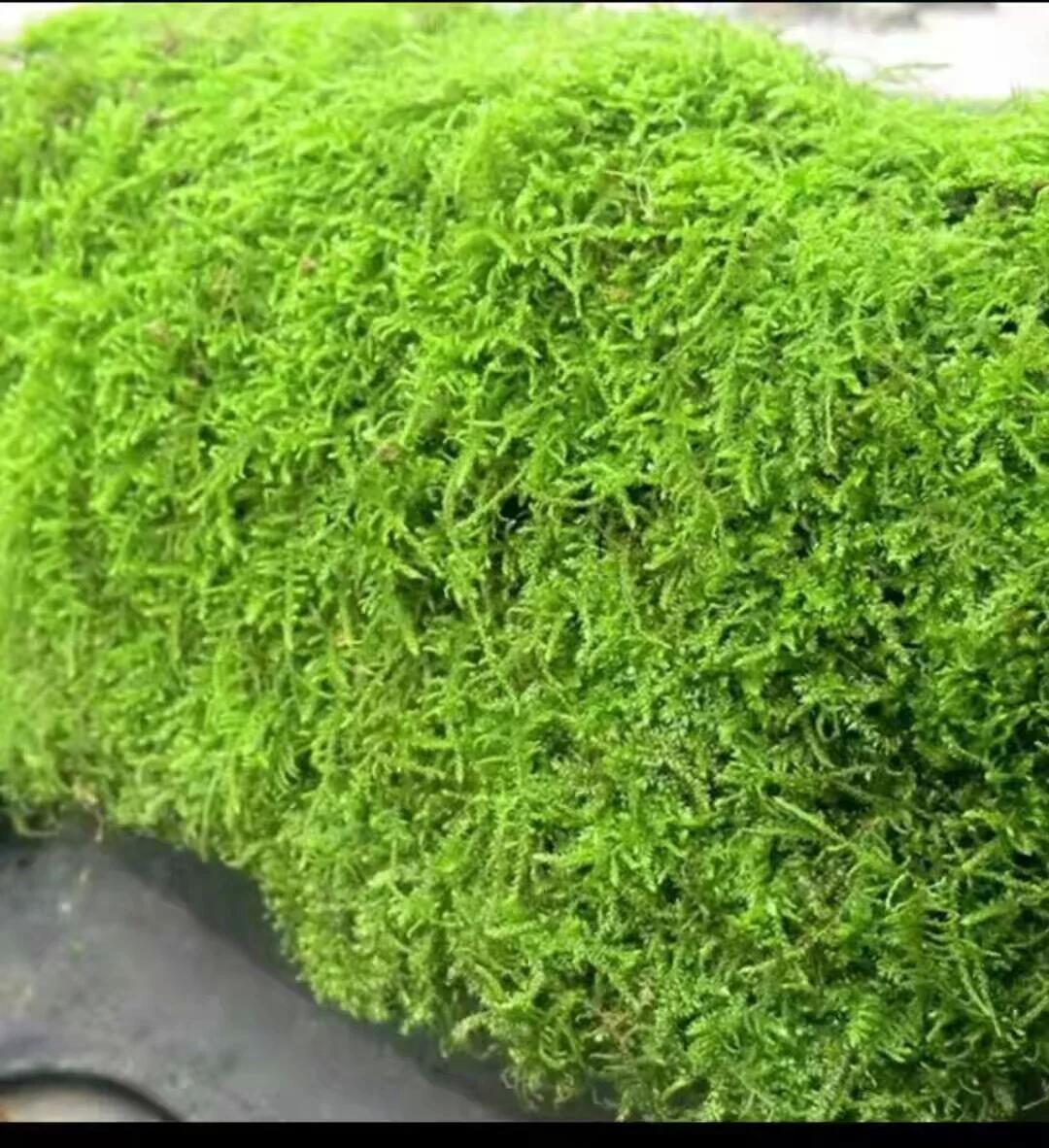 青苔草 鮮苔蘚