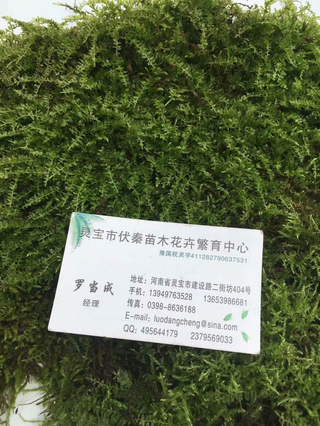 青苔草 鮮苔蘚