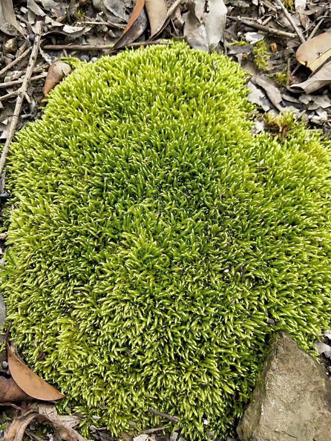 青苔草 鮮苔蘚