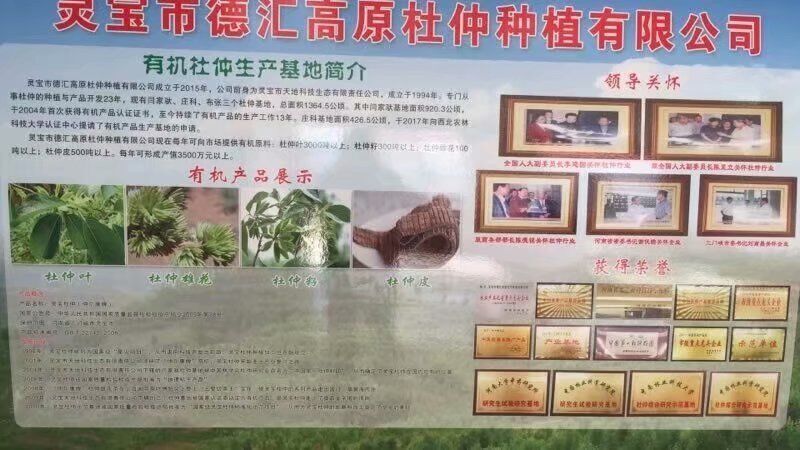 杜仲苗木種子
