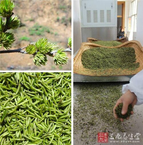 杜仲苗木種子