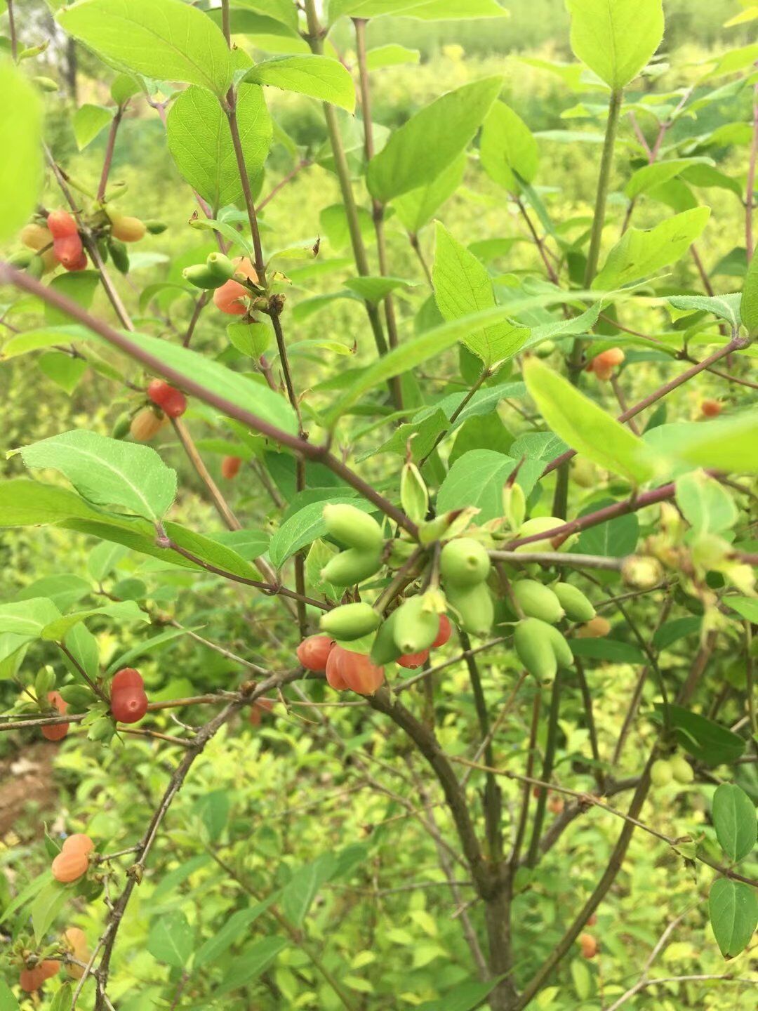 愛情果苗木