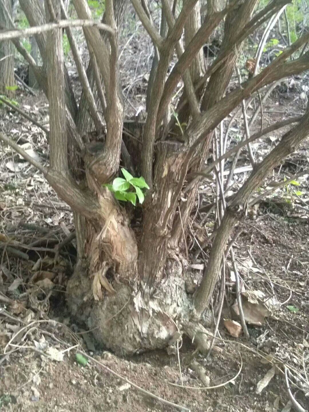愛情果苗木
