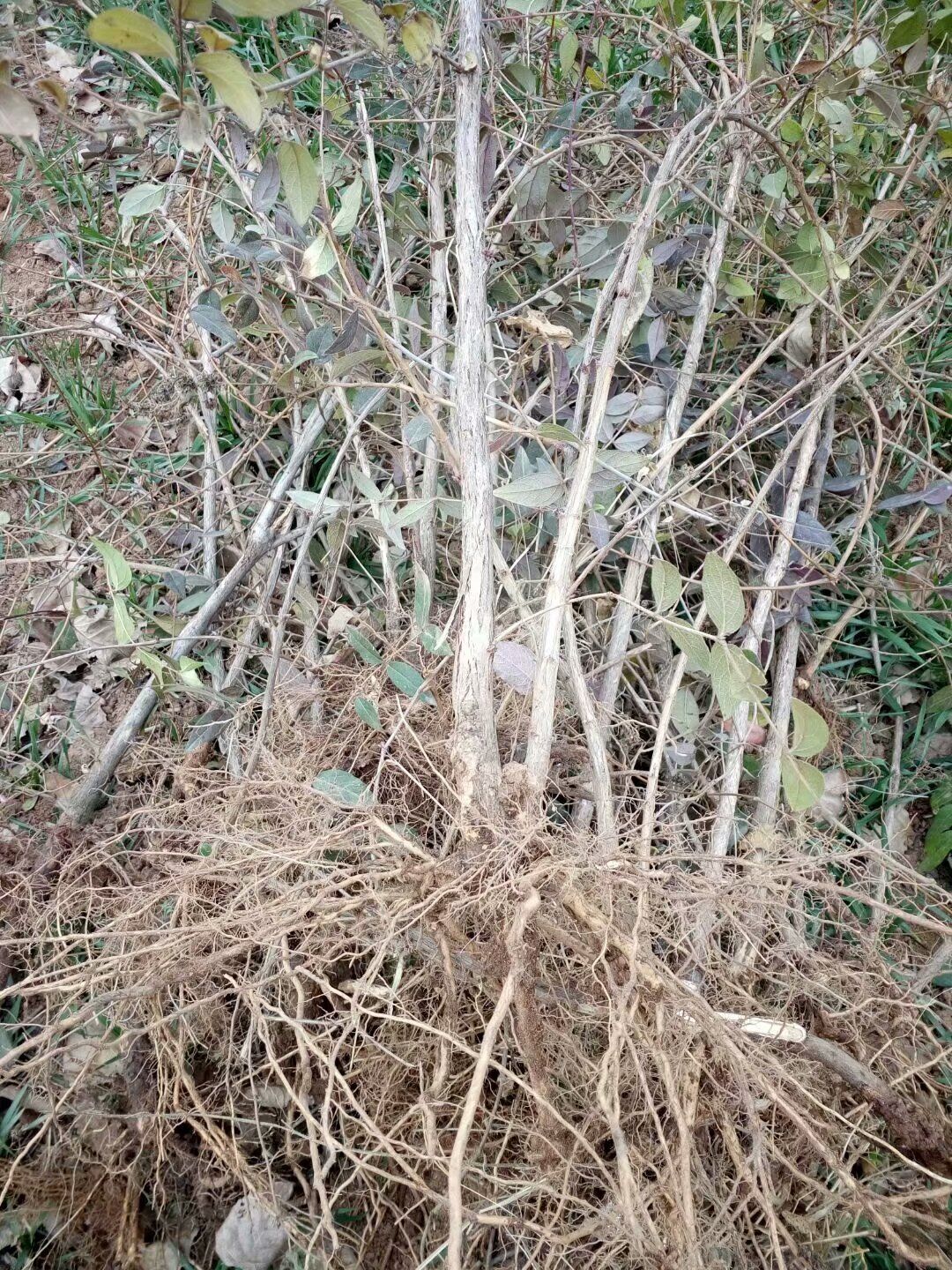 愛情果苗木