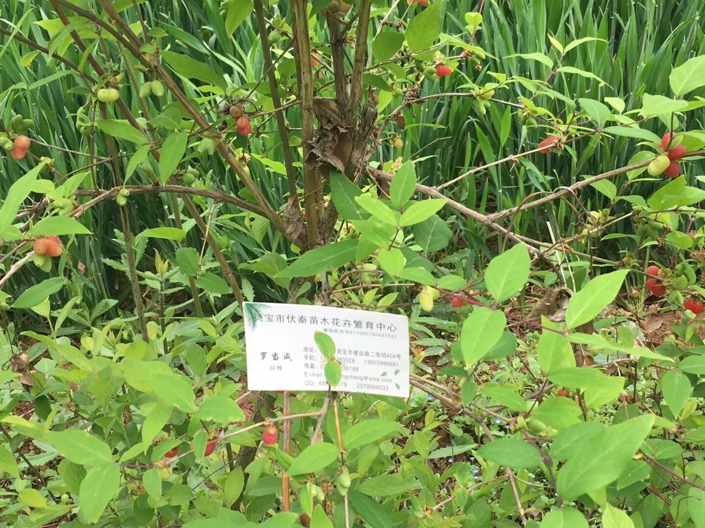 愛情果苗木