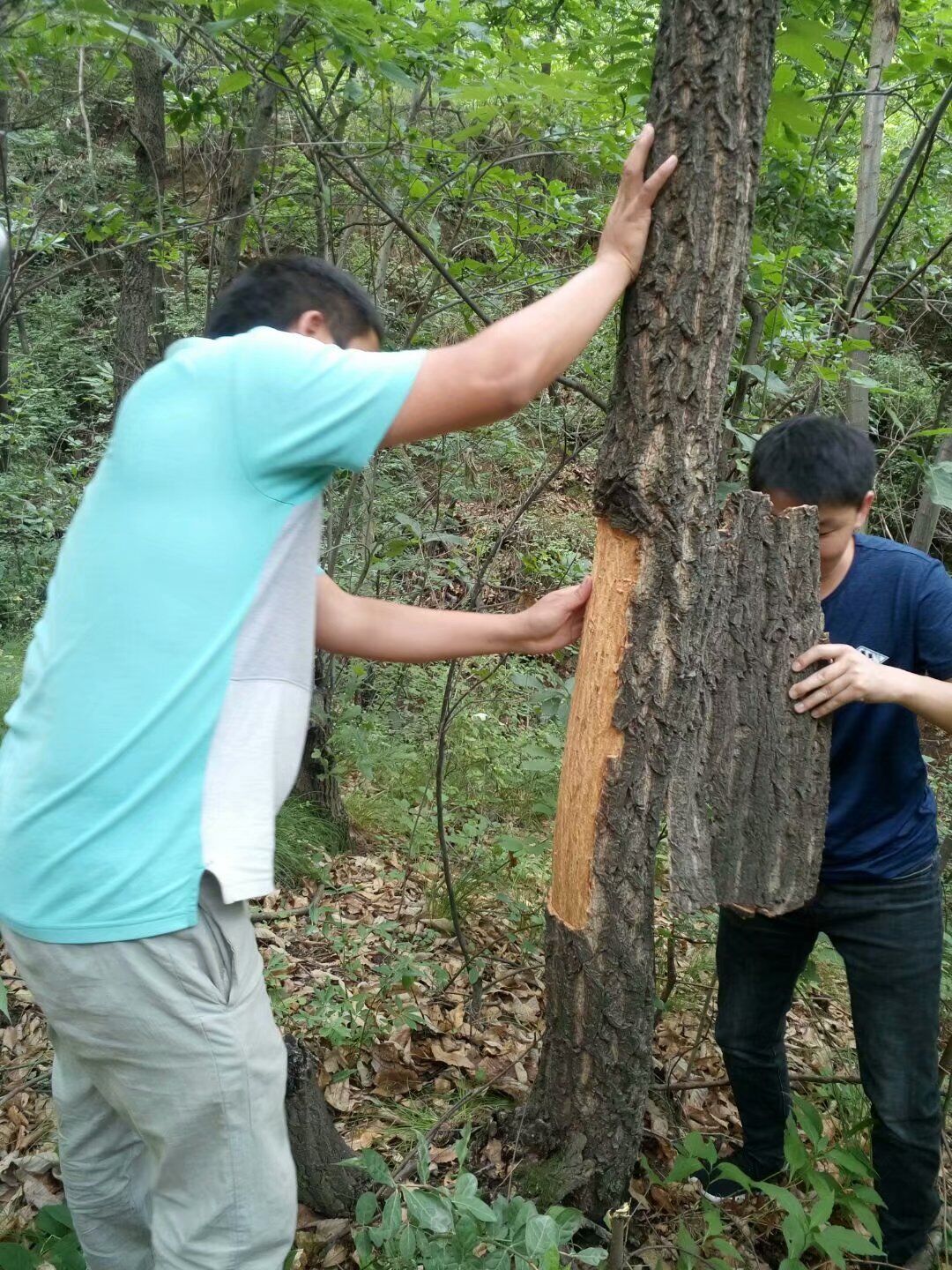 栓樹櫟栓樹皮