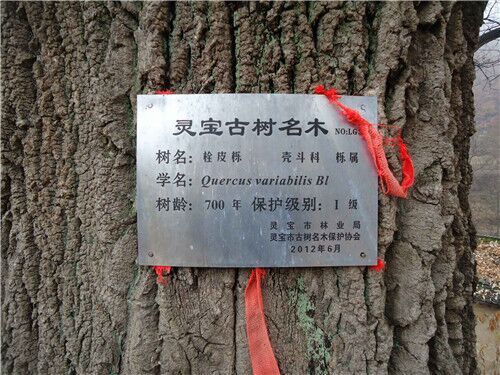 栓樹櫟栓樹皮