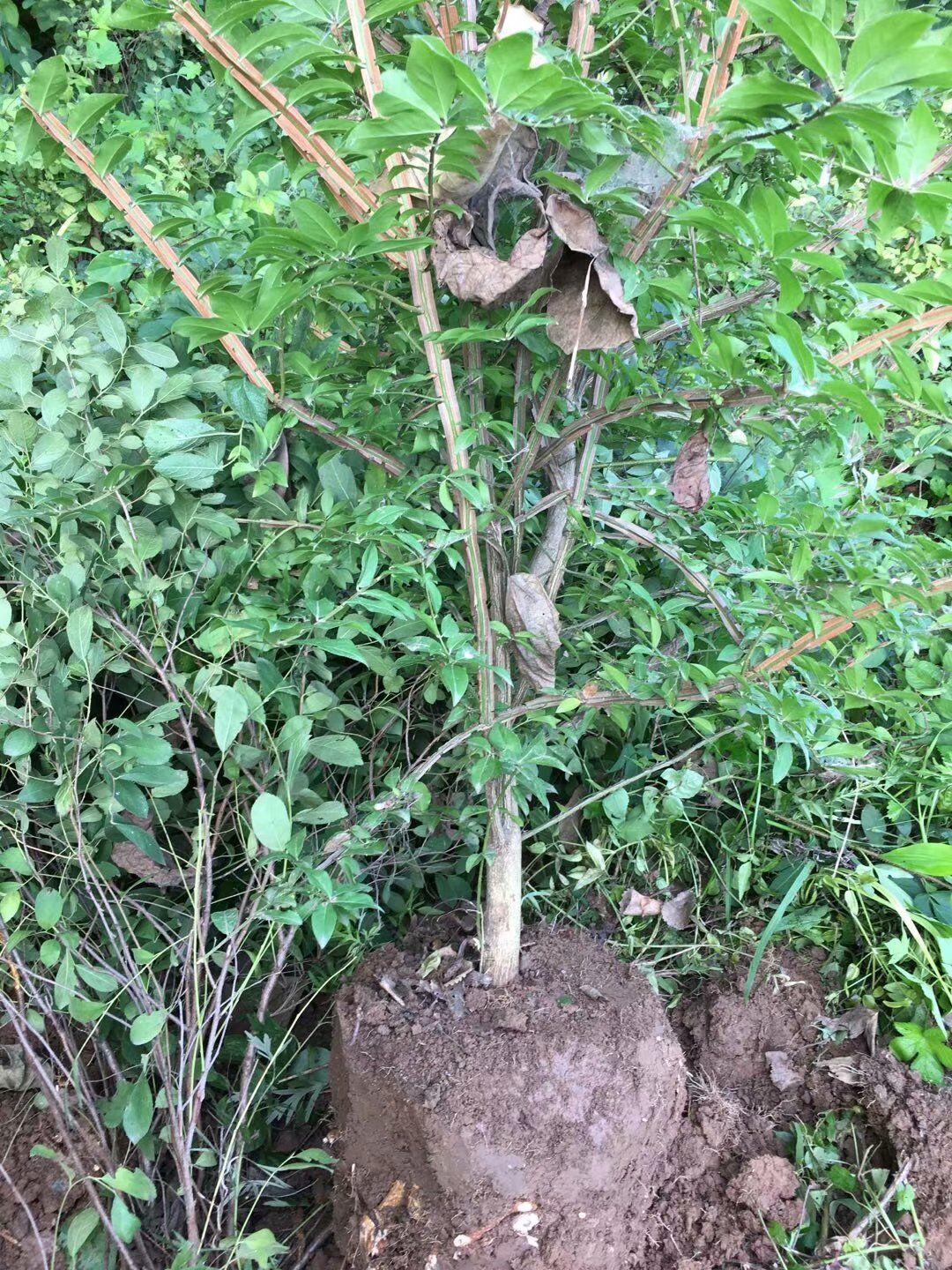 栓翅衛矛苗木