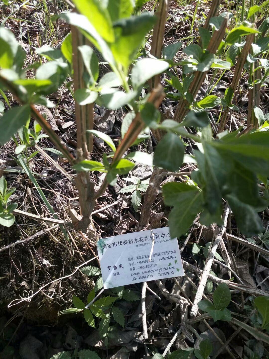 鬼箭羽苗木