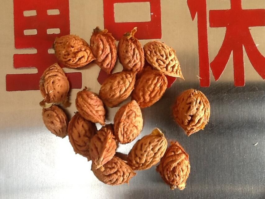 桃胡 毛桃胡種子
